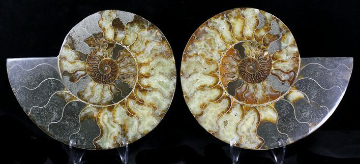 Large Split Agatized Ammonite Fossil #21588